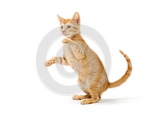 Frisky Orange Kitten Standing Side Playing photo