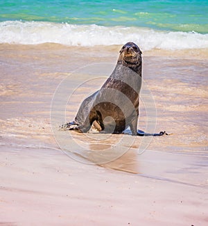 Frisky sea lion looking to play on beach in the Galapagos photo
