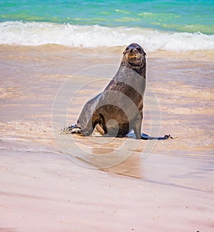 Frisky sea lion looking to play on beach in the Galapagos in Ecuador