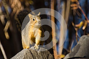 Frisky Squirrel Resting on a Rock