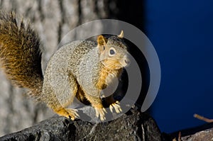 Frisky Squirrel Resting on a Rock