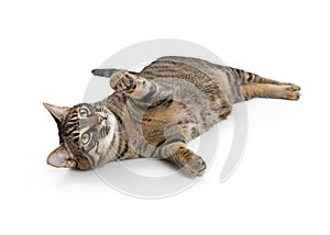 Frisky Tabby Cat Lying on Side Playing photo