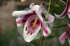 Friso lily flower