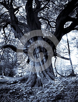 Frithsden Beeches Ashridge Hertfordshire England