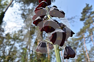 Fritillaria flowers