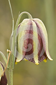 Fritillaria hispanica Snakehead Fritillary Checked lily beautiful bell-shaped flower with purple and green tones