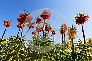 Fritillaria imperialis