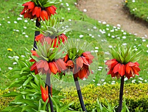 Fritillaria imperialis