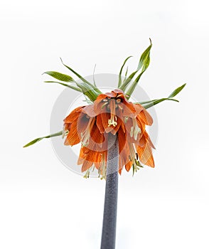 Fritillaria imperialis