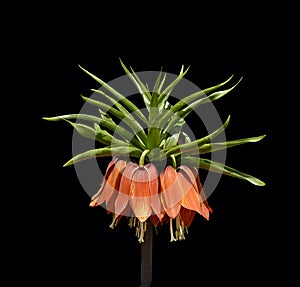 Fritillaria imperialis