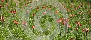 Fritillaria imperialis