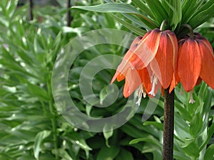 Fritillaria imperialis in bloom