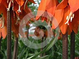 Fritillaria imperialis in bloom