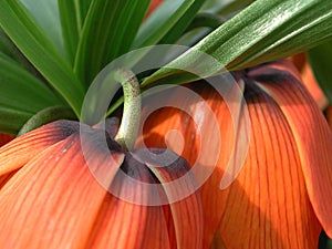 Fritillaria imperialis in bloom