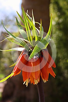 Fritillaria imperialis close