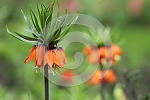 Fritillaria imperialis