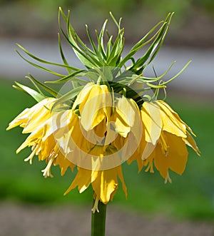 Fritillaria imperialis, the crown imperial,