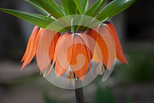 Fritillaria imperialis, crown imperial, imperial fritillary or Kaiser`s crown