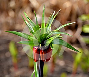 Fritillaria imperialis, the crown imperial, imperial fritillary or Kaiser`s crown