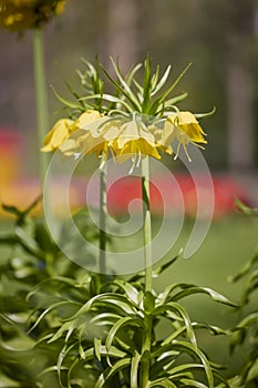 Fritillaria imperialis (crown imperial, imperial fritillary or Kaiser\'s crown)