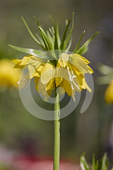 Fritillaria imperialis (crown imperial, imperial fritillary or Kaiser\'s crown)