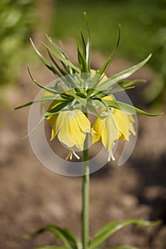 Fritillaria imperialis (crown imperial, imperial fritillary or Kaiser\'s crown)