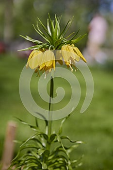 Fritillaria imperialis (crown imperial, imperial fritillary or Kaiser\'s crown)