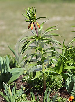 Fritillaria imperialis or crown imperial in the park with still closed blossoms.