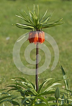 Fritillaria imperialis or crown imperial in the park with still closed blossoms.