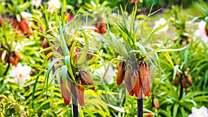Fritillaria imperialis or crown imperialor imperial fritillary or Kaiser`s crown
