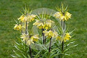 Fritillaria imperialis Early Sensation