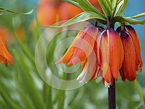 Fritillaria imperialis imperial crown, fritillary crown, or Kaiser`s crown blooms on a blurry green background. Empty space for