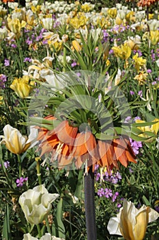 Fritillaria imperialis, Keukenhof gardens