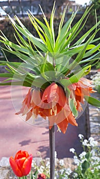 Fritillaria Imperialis - lush and vibrant garden flowers