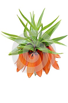 Fritillaria imperialis orange bells flowers isolated on white