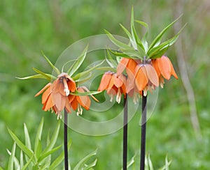 Fritillaria Imperialis rubra Maxima - bulbous flower blooming in early spring photo