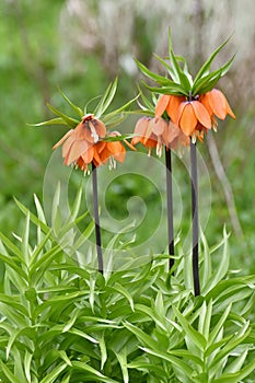 Fritillaria Imperialis rubra Maxima - bulbous flower blooming in early spring photo