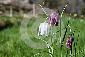 FRITILLARIA MELEAGRIS