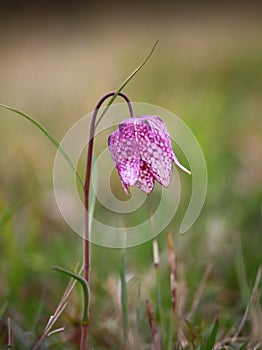 Fritillaria meleagris