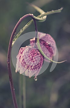 Fritillaria meleagris