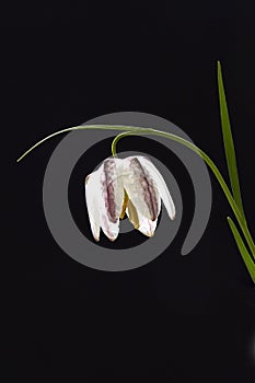 Fritillaria meleagris