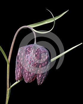Fritillaria meleagris flower