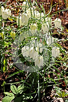 Fritillaria meleagris flowers