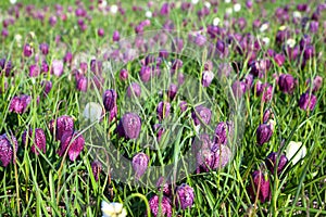 Fritillaria meleagris, flowers of snake's head fritillary (snake