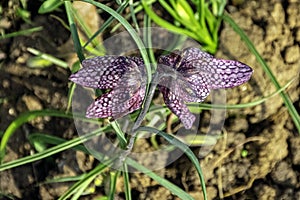 Fritillaria meleagris known as leper lily, snake`s head fritillary, chess flower, drooping tulip, guinea-hen or guinea flower - UK