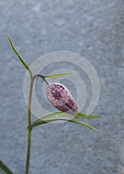 Fritillaria meleagris  snake plant