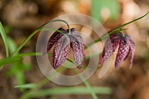 Fritillaria meleagris, or Snake's Head Fritillary, chess Flower