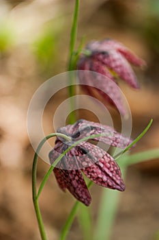 Fritillaria meleagris, or Snake's Head Fritillary, chess Flower