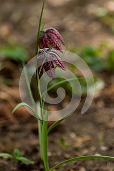 Fritillaria meleagris, or Snake's Head Fritillary, chess Flower