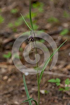 Fritillaria meleagris, or Snake's Head Fritillary, chess Flower